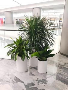 专业力量，海曙绿植租摆为生活添一抹绿韵